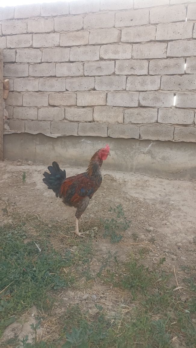 Dakan xoroz. Asil xoʻroz (arab, fors)