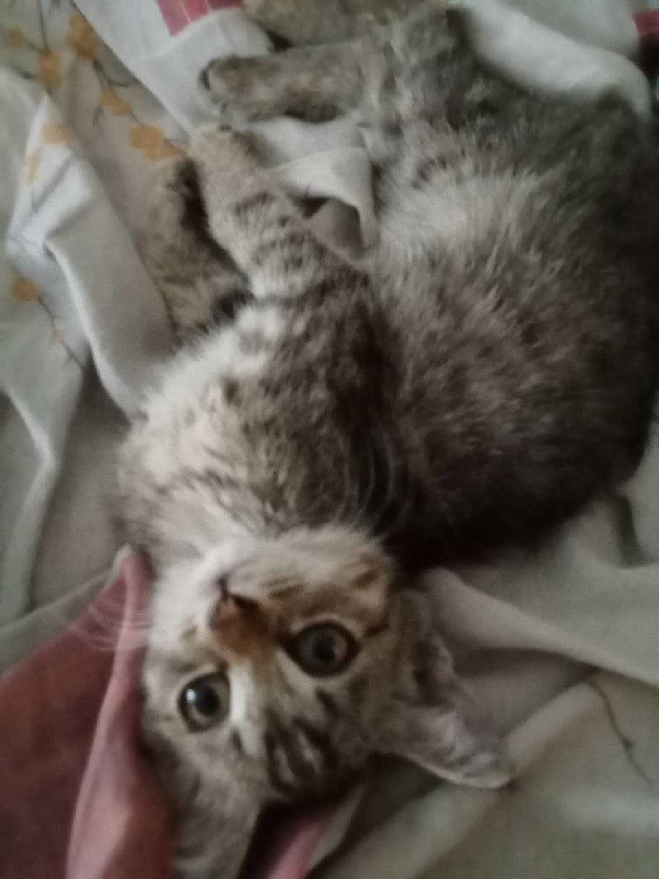 Бесплатно! Котята 3 месяца. Приучены к лотку