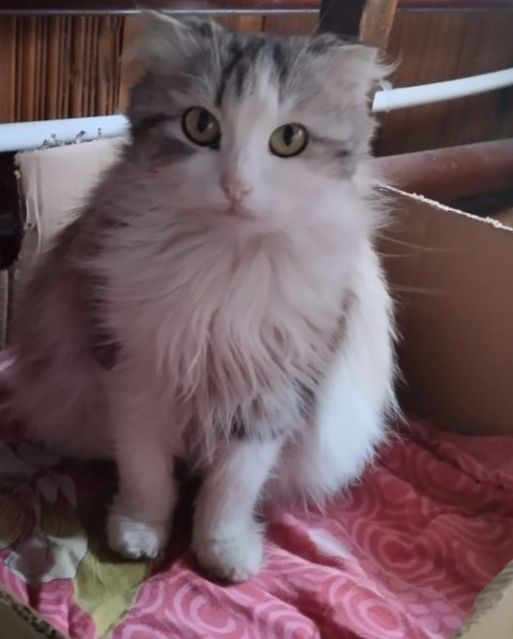 Отдадим в добрые ручки
