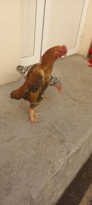 Ко шамо Палвий пара сотилади Самаркандда