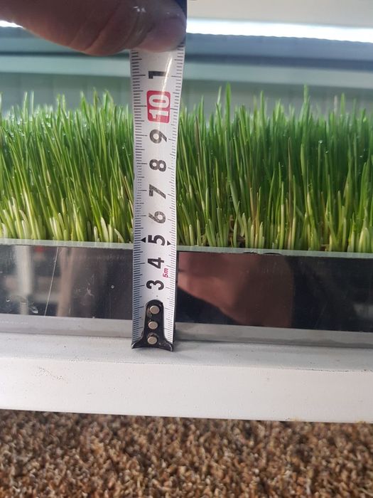 Гидропон яшил озука