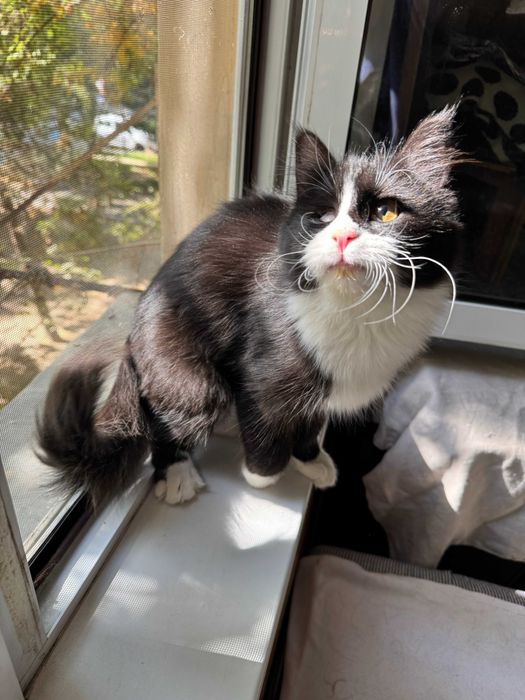 Котёнок котик кошка Ташкент отдам в добрые руки даром ищет дом