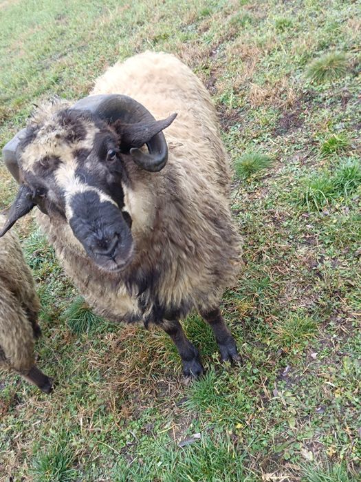 De vânzare berbecuți