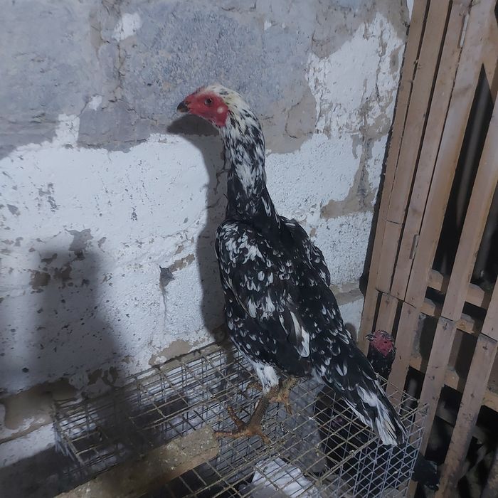 Тайго ветнам курочка 1.5год