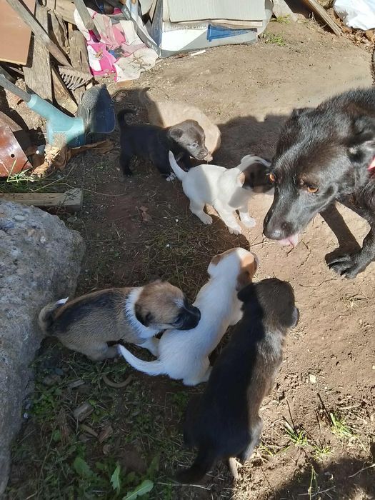 Подарявам кученца