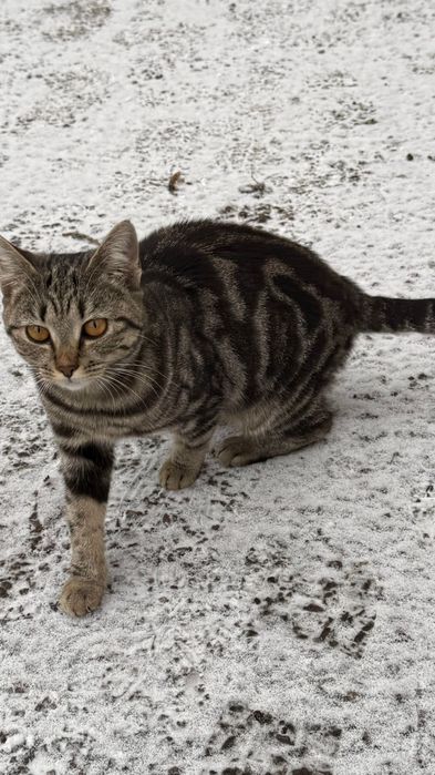 Кошечка 1 год,окраса табби мраморный