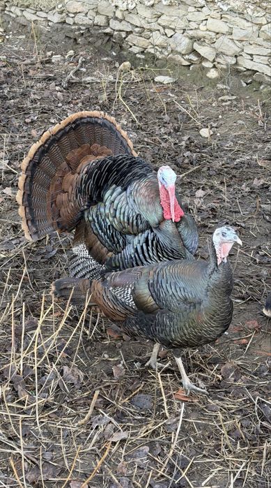 Curci rasa pura Americane Salbatic