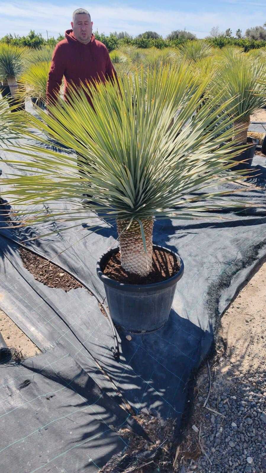 Yuca rostrata ornamental