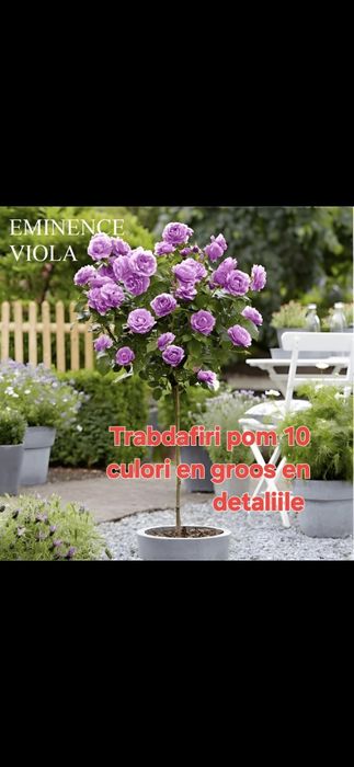 Paulownia Aluni Nuci Trandafiri Castan Afin Amelanchier