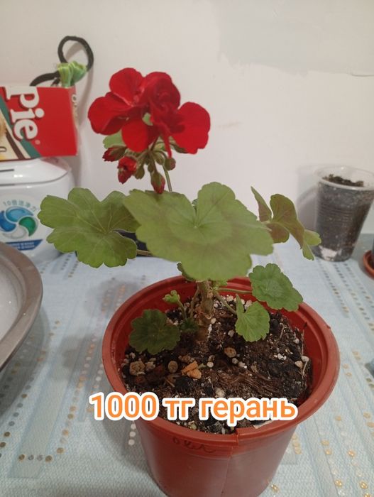 Продам домашние цветы