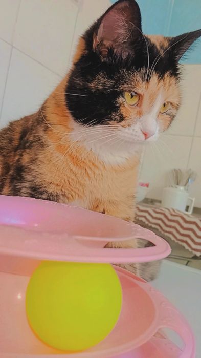 Хэппи стерилирозана