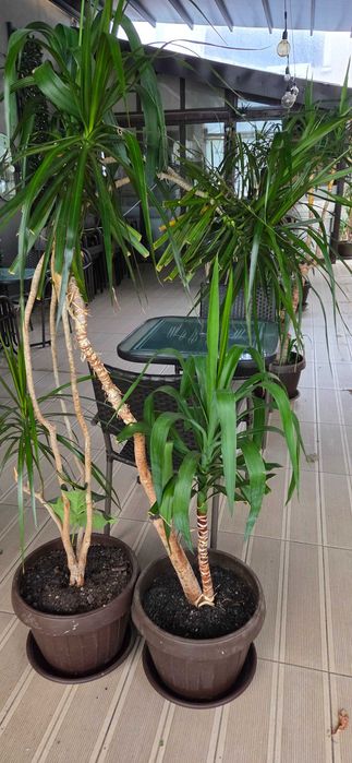 Plante naturale exotice