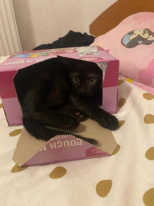 Spre adopție trei motani