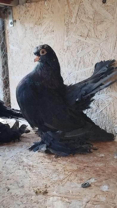 Porumbei rasa Rostow