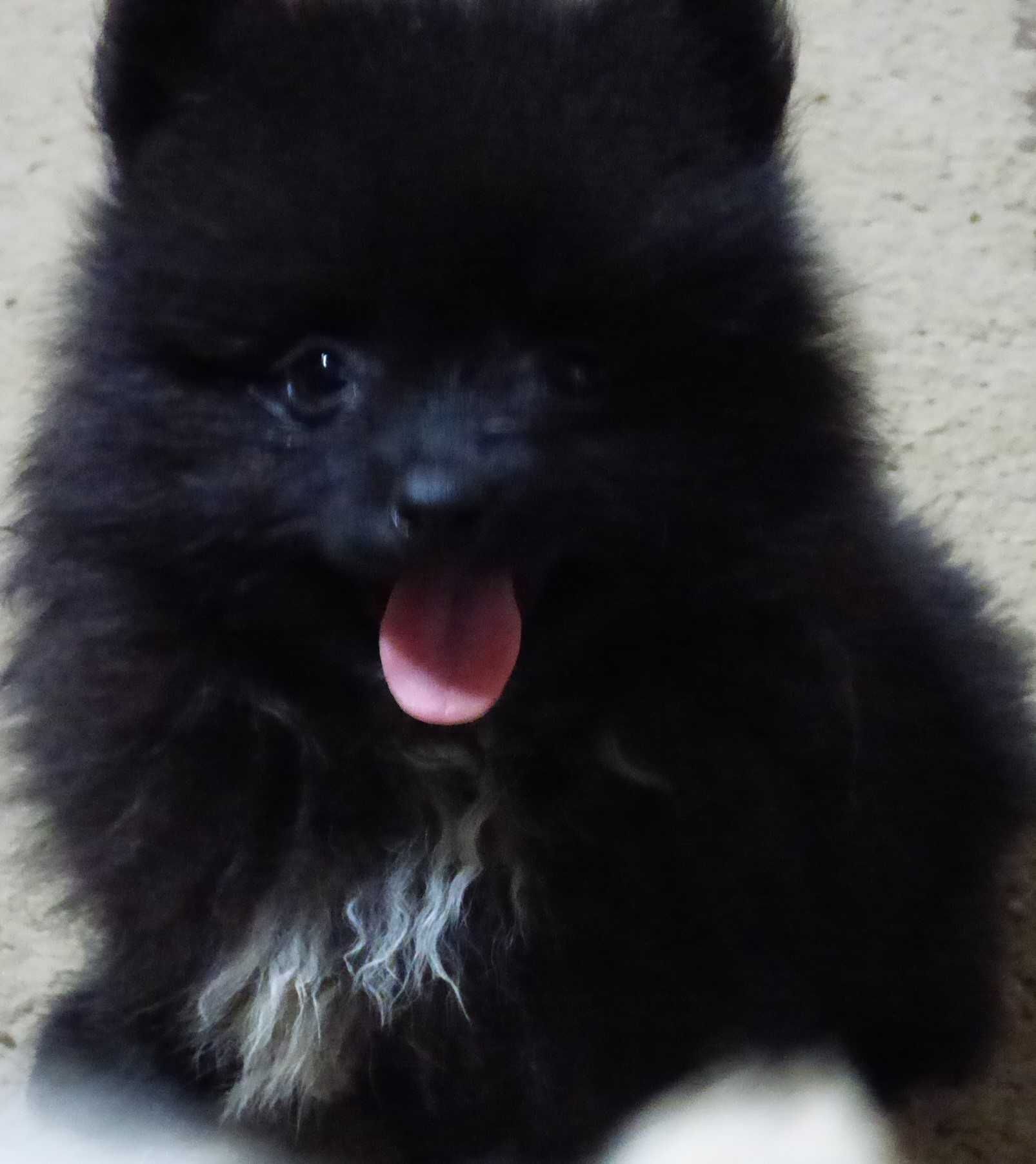 Pomeranian mascul