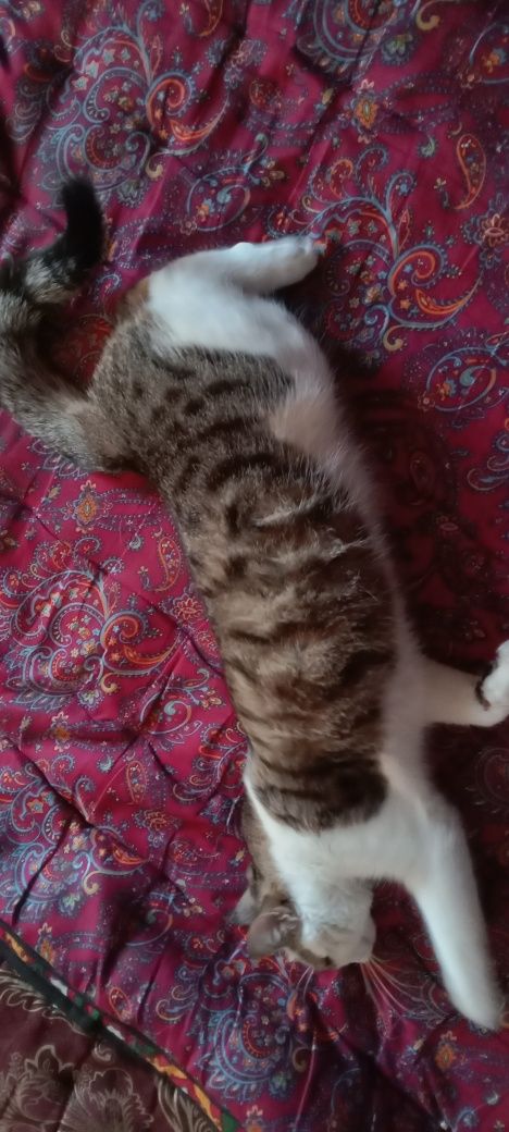 Srochniy toza aqiliy