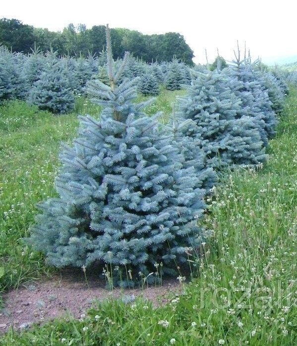 Продам саженцы сеянцы ель голубая ёлка сосна дуб липа рябина