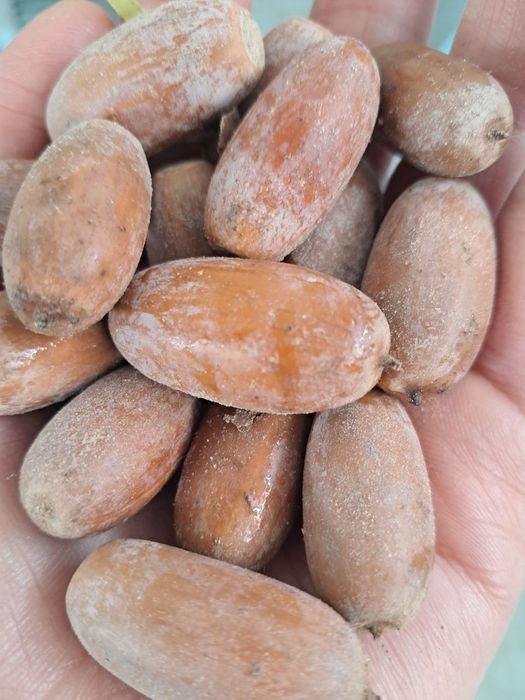 Жолф ёнгоги сотилади майдаланган холатда хам