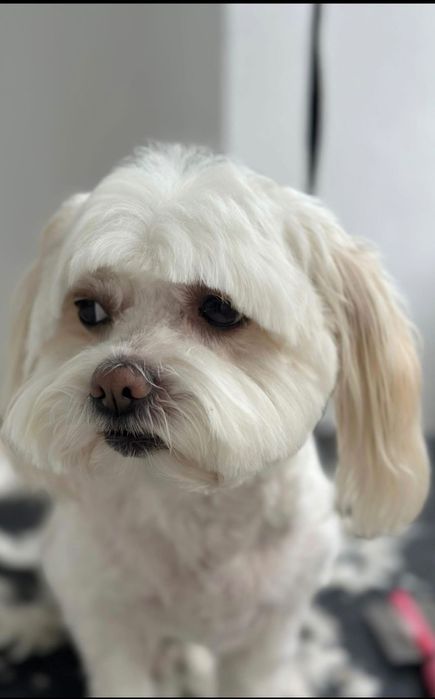 Frizerie canina. Tund catei pachet 100 lei. Tund si la domiciliu