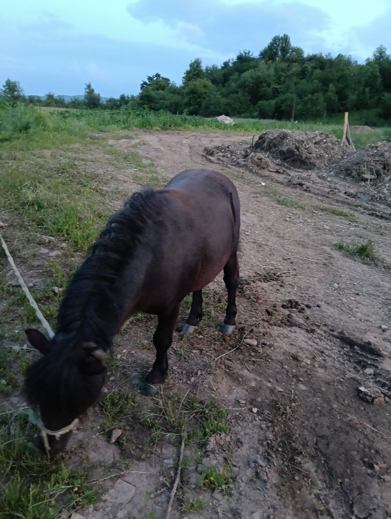 Vând ponei talie mica
