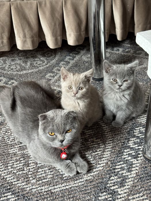 ПРОДАЖА КОТЯТ 2 месяцные