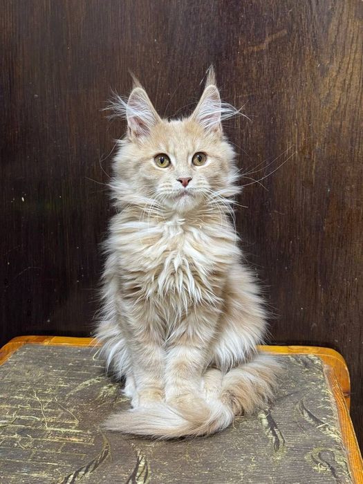 Шикарный мальчик Мейнкун