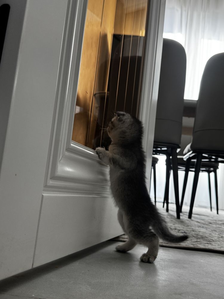 Котёнок скотиш фолд серебристая шиншила