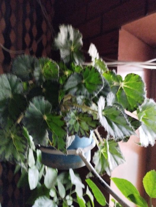 Домашние цветы продам.