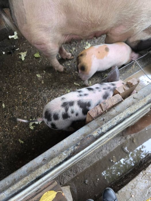 Малки прасета за продан