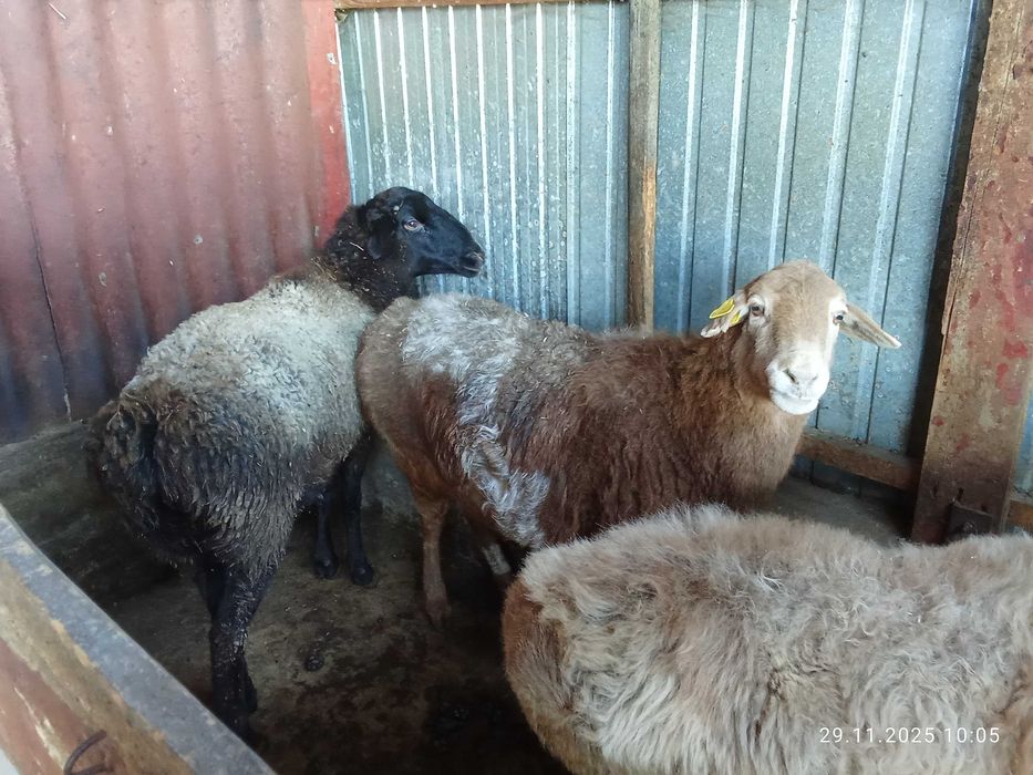 Продам бараны жырные койлар семиз сатылад