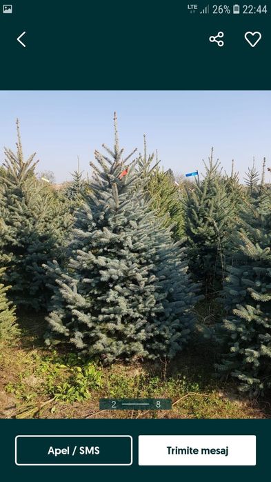 Vindem tuia brazi mesteacăn tei platan stejar frasin etc