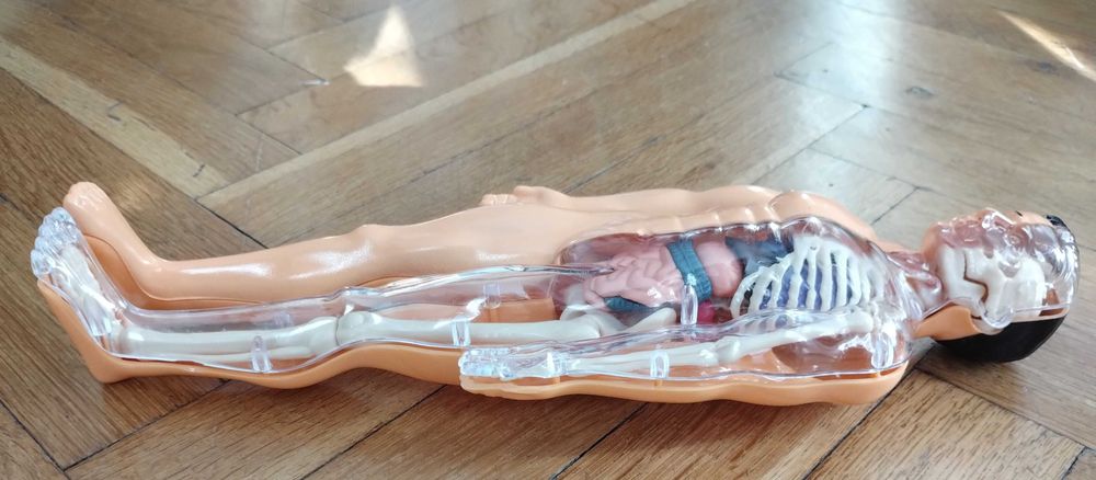 Образователна анатомична фигура - Човешко тяло 3D, 29.5см