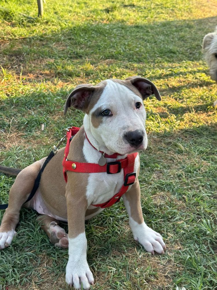 Vand american bully