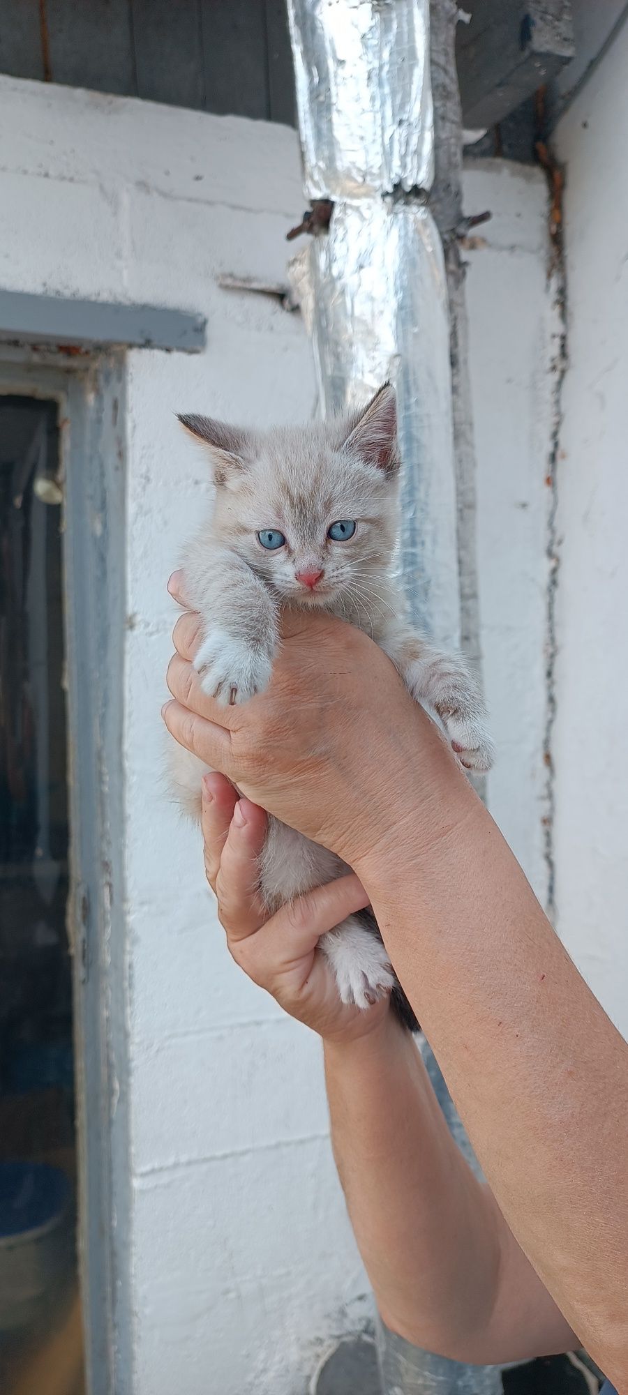Котята ищут новый дом