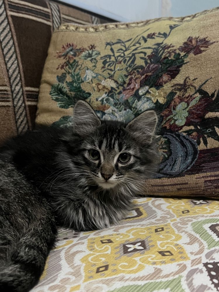 Отдам котят в хорошие руки