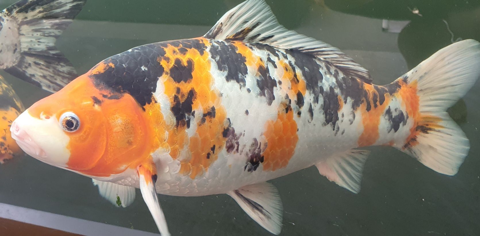 Crap Koi mai multe mărimi 50 cm +