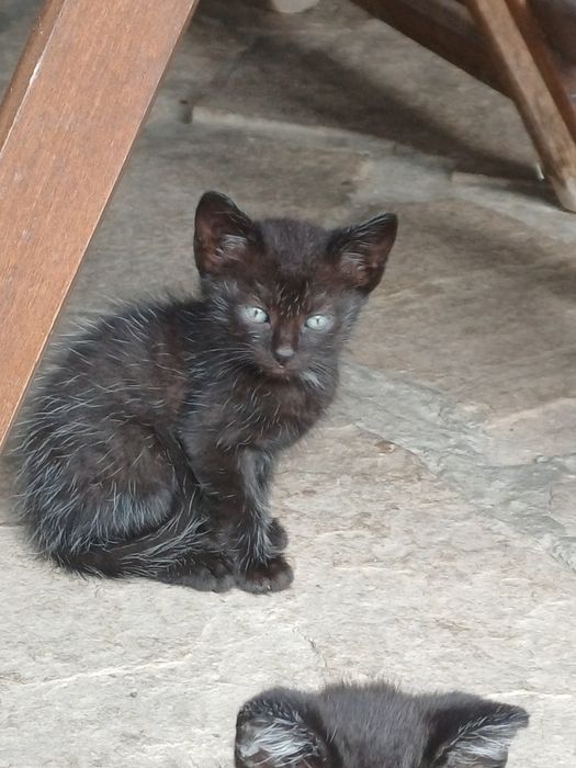 Подарявам котета