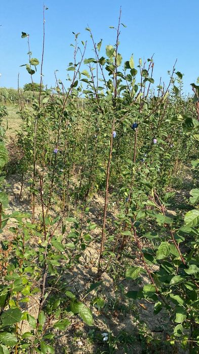 Pomi fructiferi de toate soiurile – altoiți, sănătoși și productivi