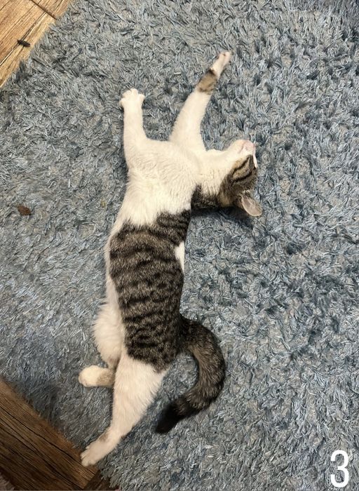 Donez pisicute felis