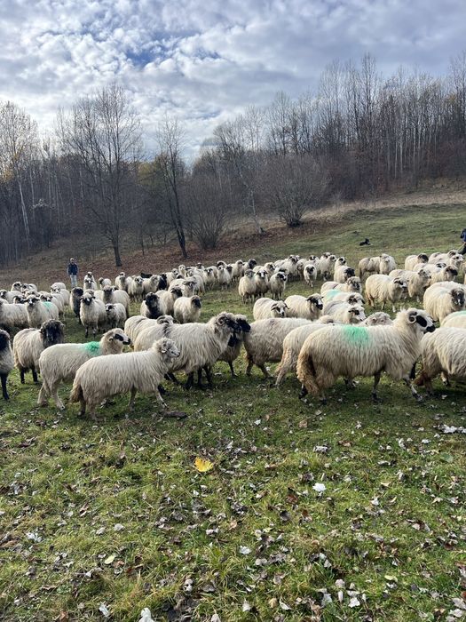 Oiide vanzare 200 capete