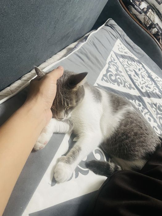 Отдам Стерилизованную кошку