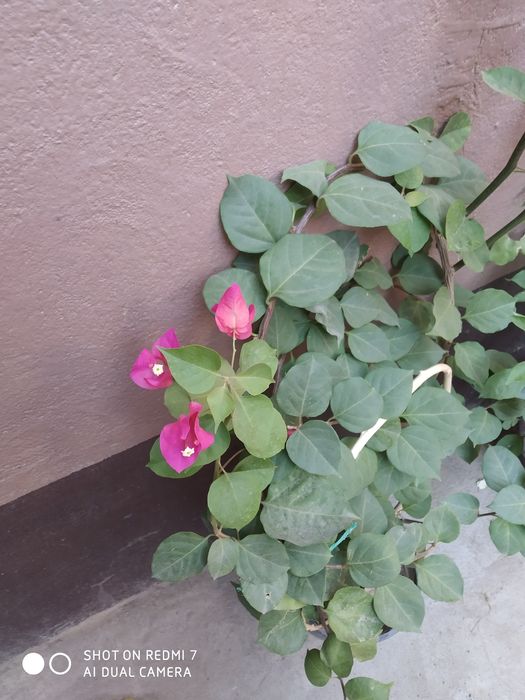 Доставка цветов хона оффес гуллари