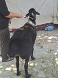 Qoʻy Sotiladi 50 kg goʻsht qiladi