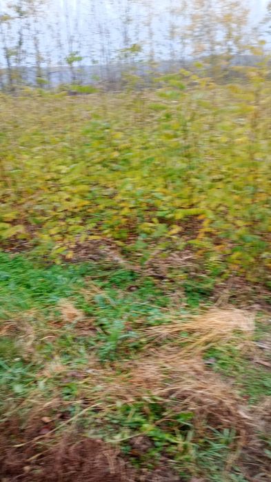 Puieți salcâm frasin fag carpen ulm plop mesteacăn brad molid Tei arin