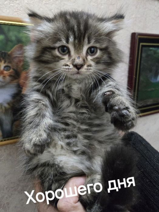 Продам не дорого