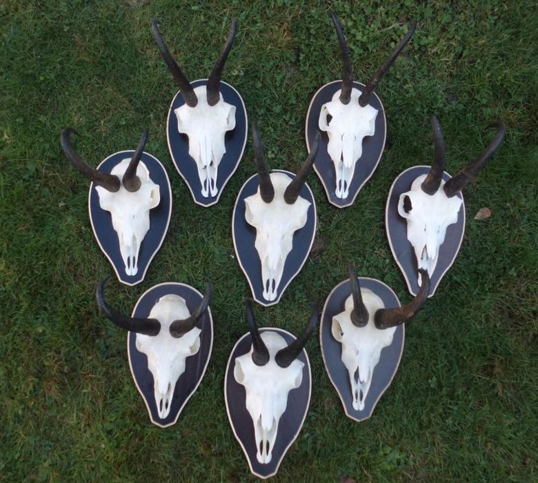 Трофеи от диви кози