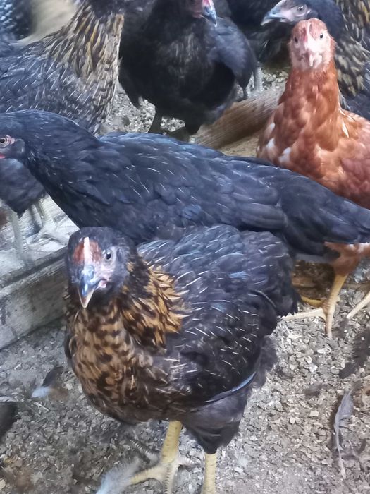 Продавам кокошки носачки