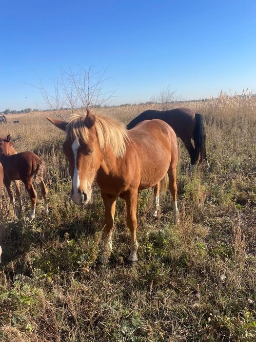Продаются крупные годовалые телята 6-7 голов, также жеребец 2 года