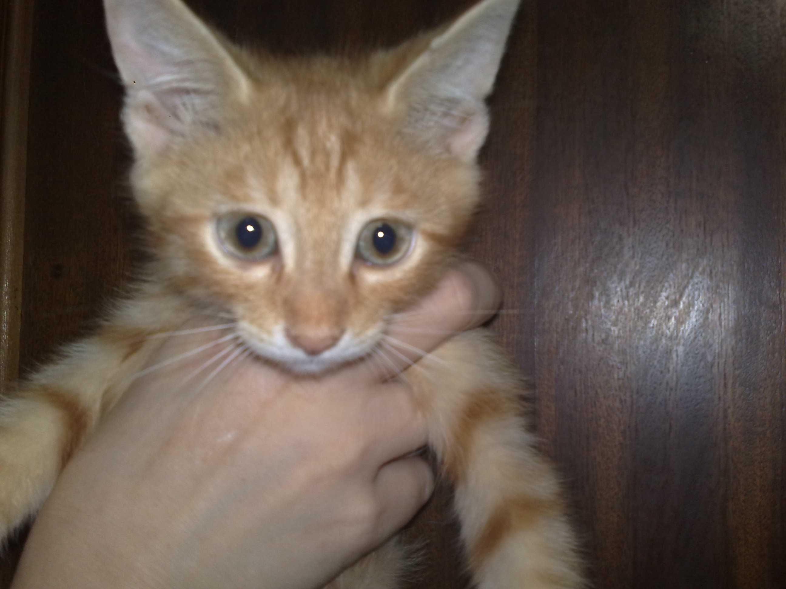 Ласковые домашние котята, 3 месяца.
