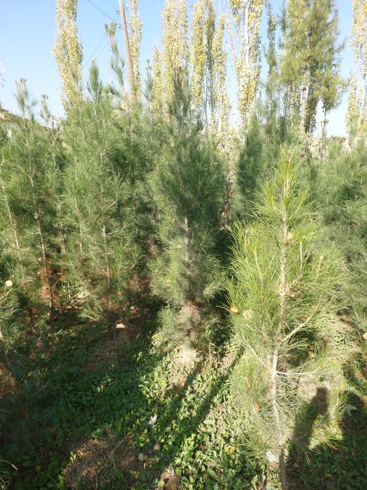 Eldar sasnasiga zakazlar olamiz optom arzon narxlarda